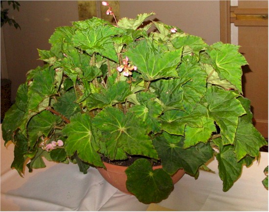 B. ‘Jekyll & Hyde’